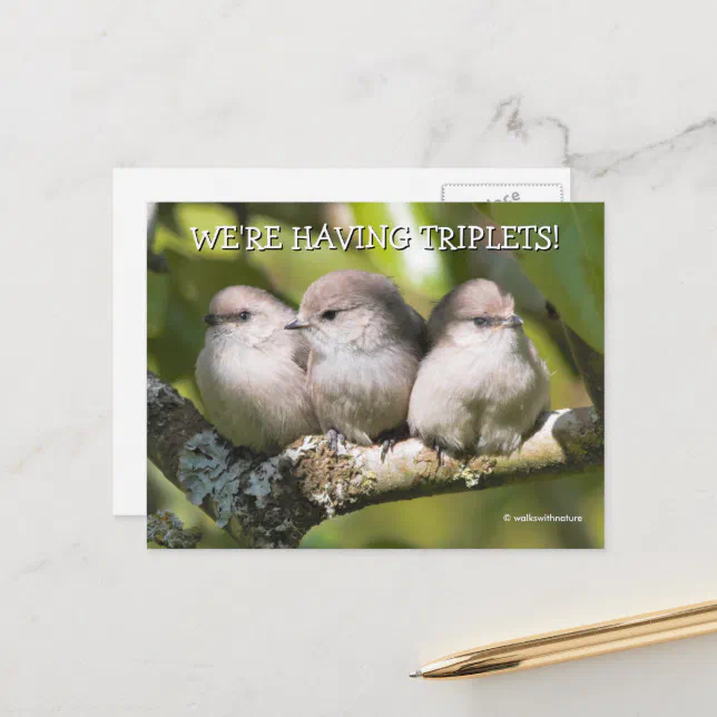 Cute Baby Bushtit Songbirds in Pear Tree Postcard