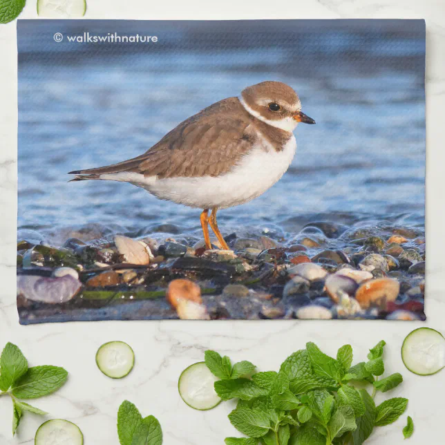 Beautiful Semipalmated Plover at the Beach Towel
