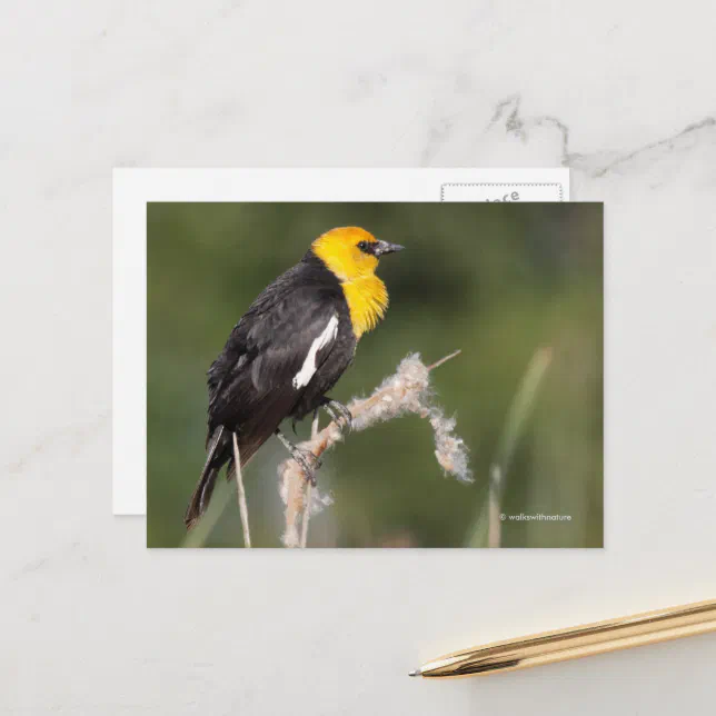 Yellow-Headed Blackbird Songbird in Marsh Postcard