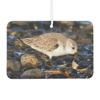 Cute Sanderling Sandpiper Dines on Clam in Winter Car Air Freshener