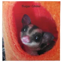 Sugar Glider in Orange Hanging Bed Cloth Napkin