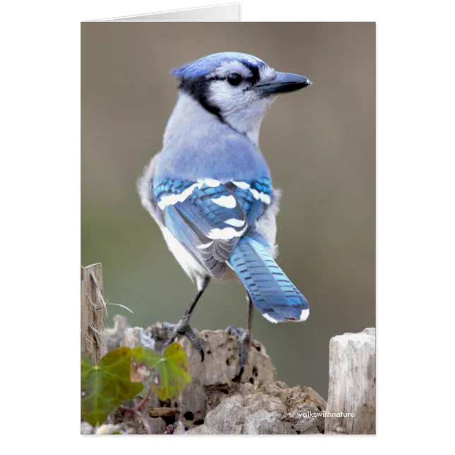 Cute Blue Jay Songbird on Treestump