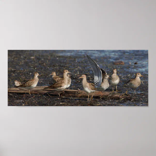 Party of Baird & Pectoral Sandpipers at the Beach Poster