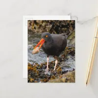 Stunning Black Oystercatcher Shorebird with Clam Postcard