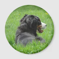 Bernese Mountain Dog Enjoys The Sun Magnet