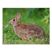 Profile of an Eastern Cottontail Rabbit Photo Print