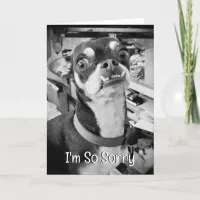 Forgive me | I'm Sorry | Funny Chihuahua Card