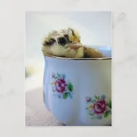 Chick in a Tea Cup Holiday Postcard