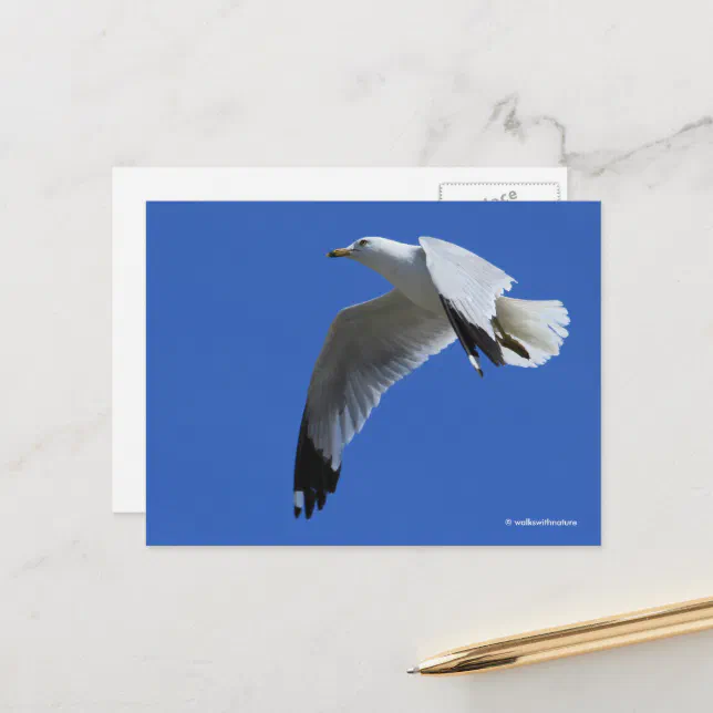 Breathtaking Ring-Billed Gull in Flight Postcard