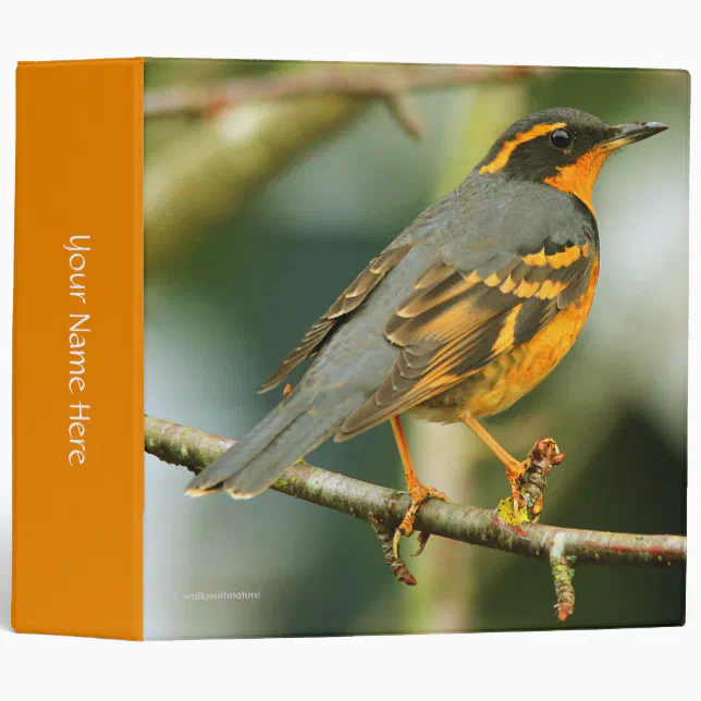 A Stunned But Safe Beautiful Varied Thrush 3 Ring Binder