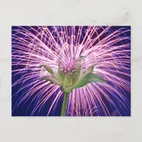 Pink Bee Balm Fireworks Nature Photography Postcard