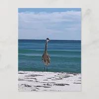 #3594 Beach Bird  Postcard