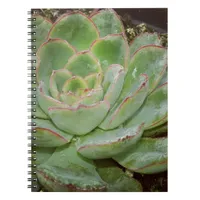 Succulent Plant Notebook