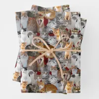 Cats meeting point - collage  wrapping paper sheets