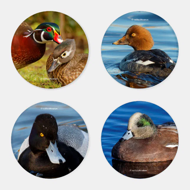 A Stunning Quintet of Colorful Ducks (II) Coaster Set