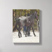 The New Horse Canvas Print