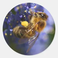 Beautiful Honeybee on the California Lilac Classic Round Sticker