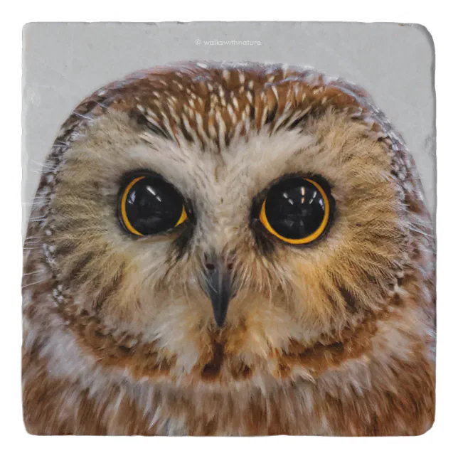 Cute Northern Saw Whet Owl Trivet