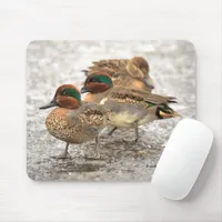 Cute Trio of Green-Winged Teals Ducks Mouse Pad