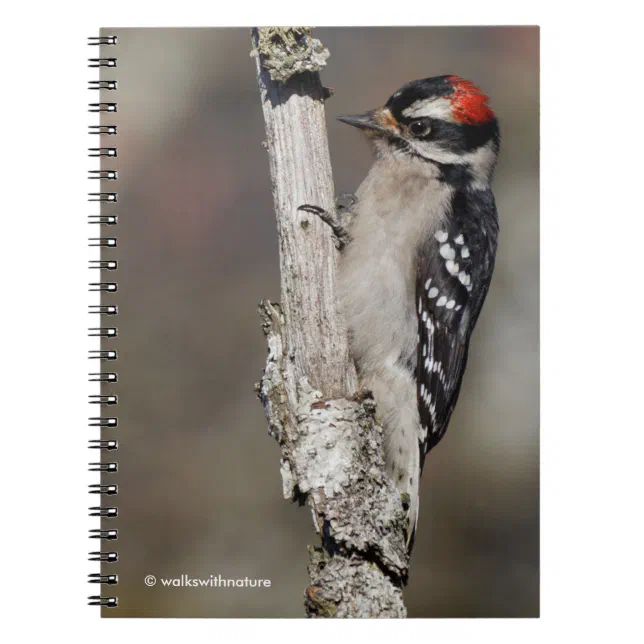 Cute Downy Woodpecker on the Tree Notebook