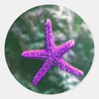 One Purple Starfish Classic Round Sticker