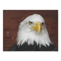 Photograph of an Eagle I Took in Dubuque, Iowa