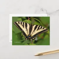 Beautiful Western Tiger Swallowtail Butterfly Postcard