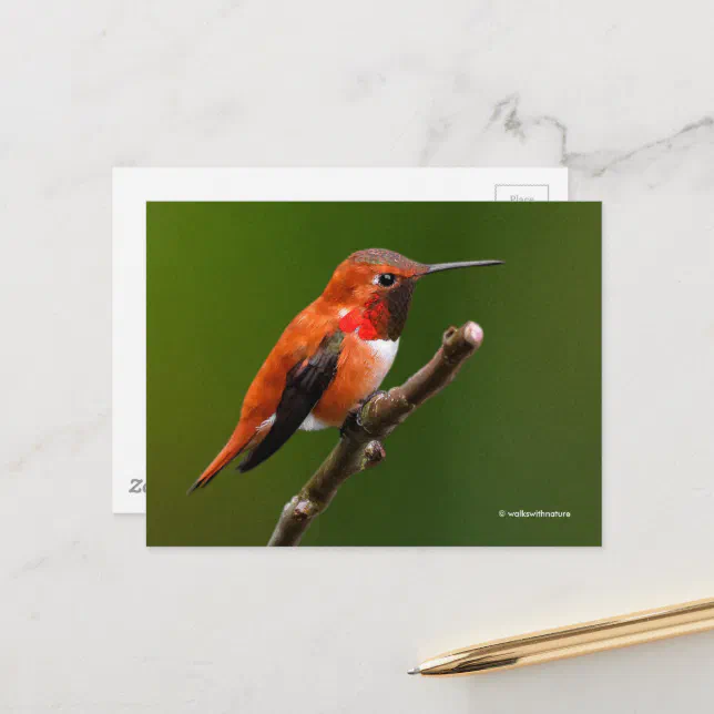 Stunning Rufous Hummingbird on the Cherry Tree Postcard