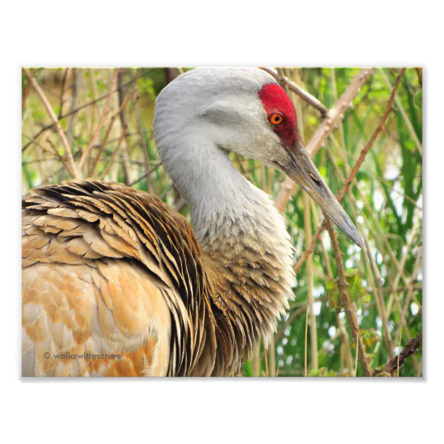 Elegant Profile of a Greater Sandhill Crane Photo Print