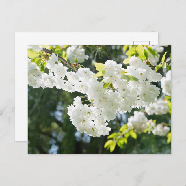 White Blossom Postcard