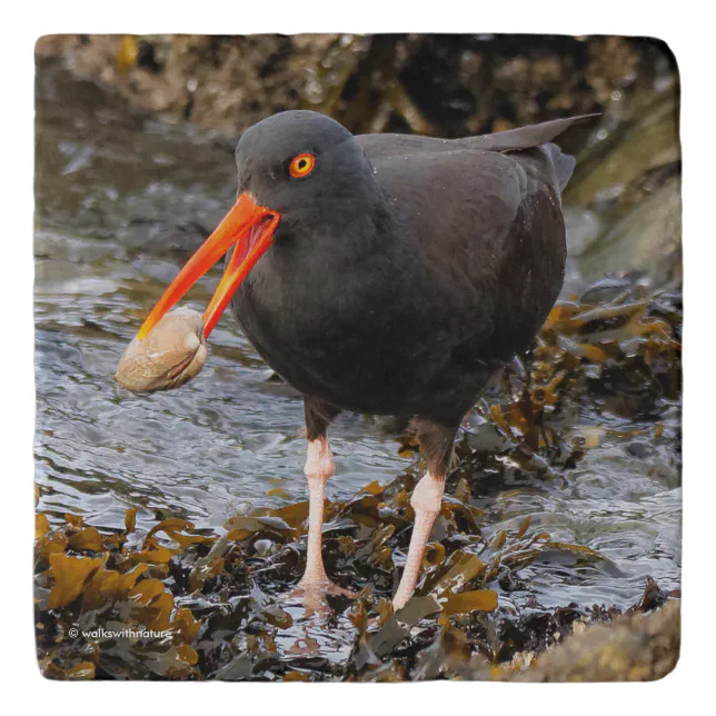 Black Oystercatcher Shorebird Fishing at the Beach Trivet