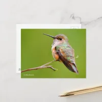 Rufous Hummingbird Sitting in the California Lilac Postcard