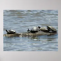 Turtles on a Log on the Mississippi River Photo Poster