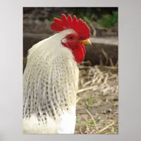 Wonderful Rooster Poster