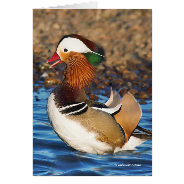 Stunning Mandarin Duck at the Pond Greeting