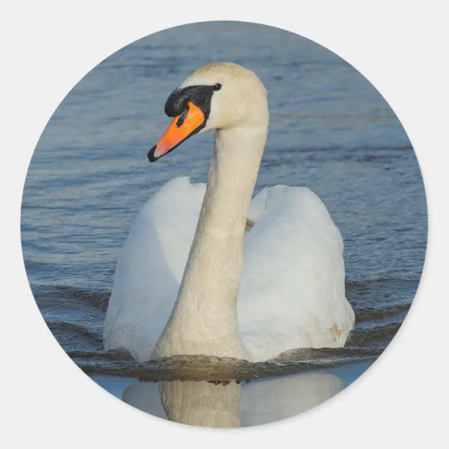 Elegant Mute Swan Waterbird on the Lake Classic Round Sticker