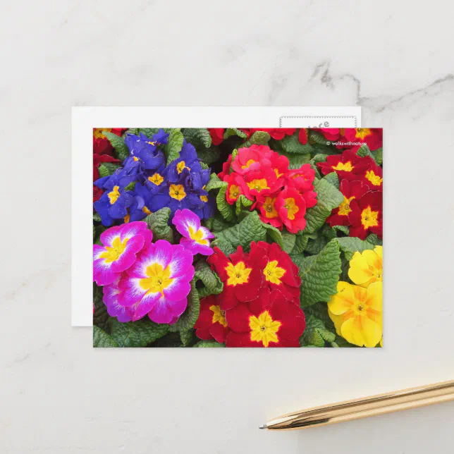 Colorful Springtime Floral Medley of Primulas Postcard