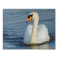 A Curious Mute Swan Approaches Photo Print