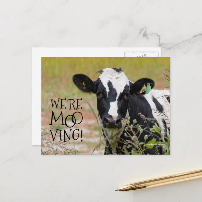 Funny "We're Moo-ving!" Moving Announcement Cow Postcard