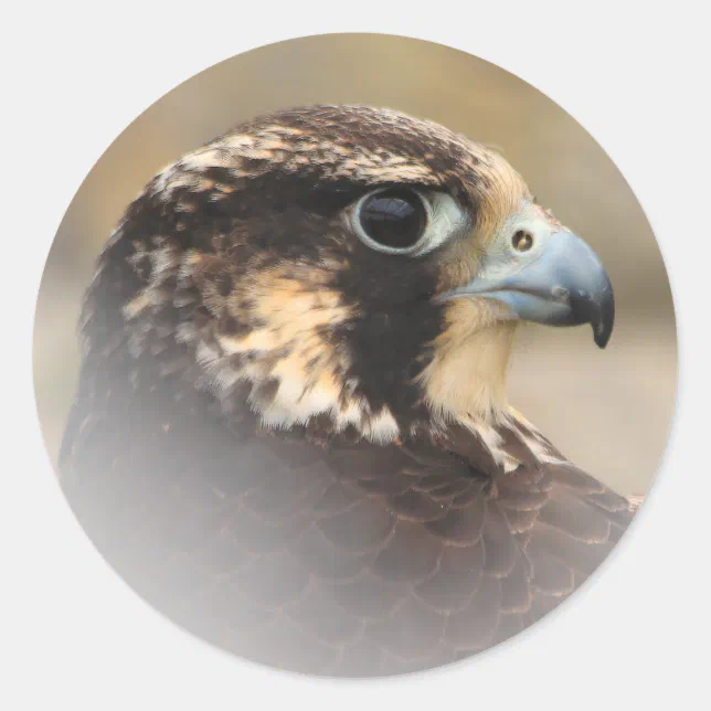 Vignetted Profile of a Peregrine Falcon Classic Round Sticker