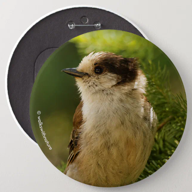 Profile of a Cute Grey Jay / Whiskeyjack Button