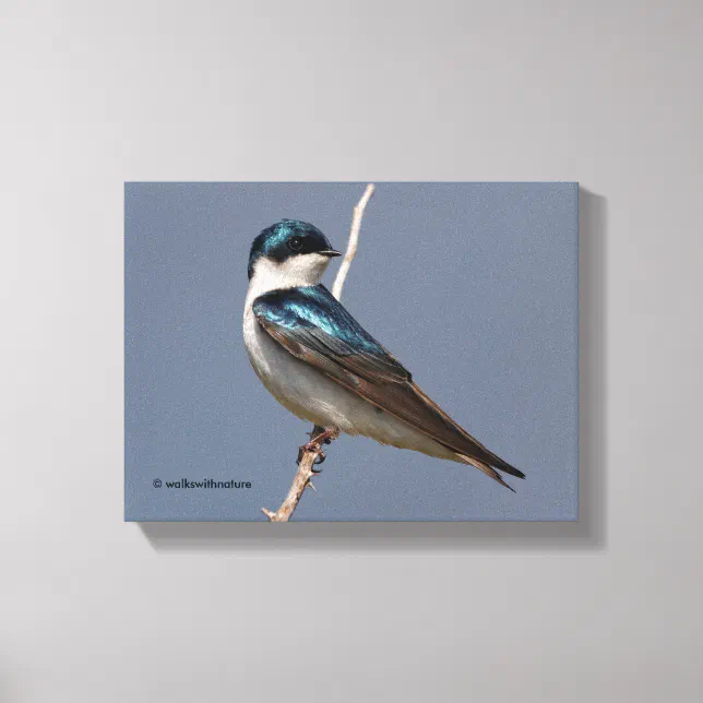 Profile of a Male Tree Swallow in the Sun Canvas Print