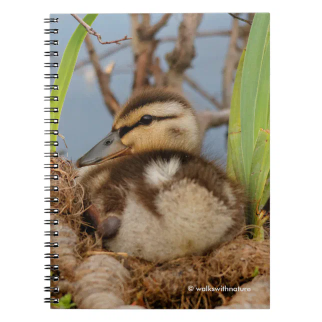 A Cute and Precocious Mallard Duckling Notebook
