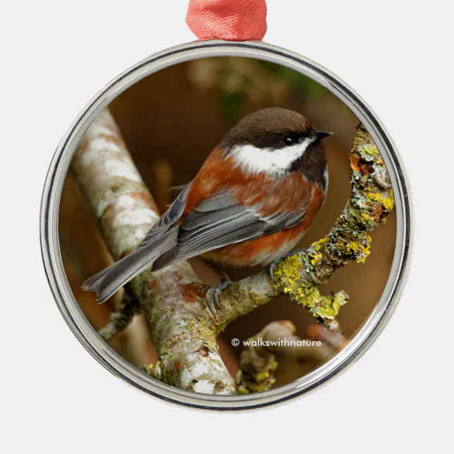 Cute Chestnut-Backed Chickadee Songbird in Tree Metal Ornament