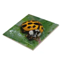 18-Spotted Yellow and Black Ladybug Ceramic Tile