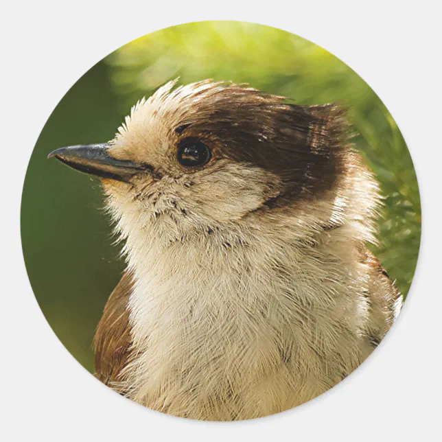 Profile of a Cute Grey Jay / Whiskeyjack Classic Round Sticker