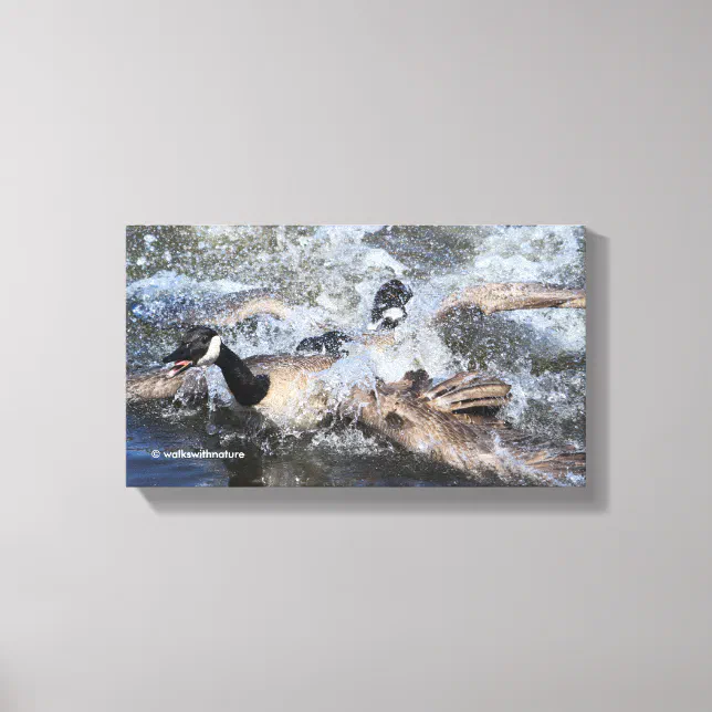 Wild (Canada) Goose Chase: The Spat at Piper Spit Canvas Print