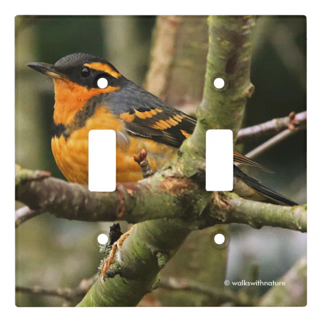 Beautiful Varied Thrush Songbird in the Tree Light Switch Cover