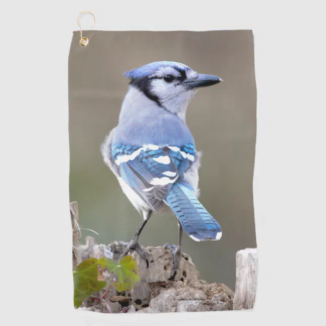 Cute Blue Jay Songbird on Treestump Golf Towel