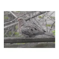 Fluffy Dove Nature Photography   Acrylic Print